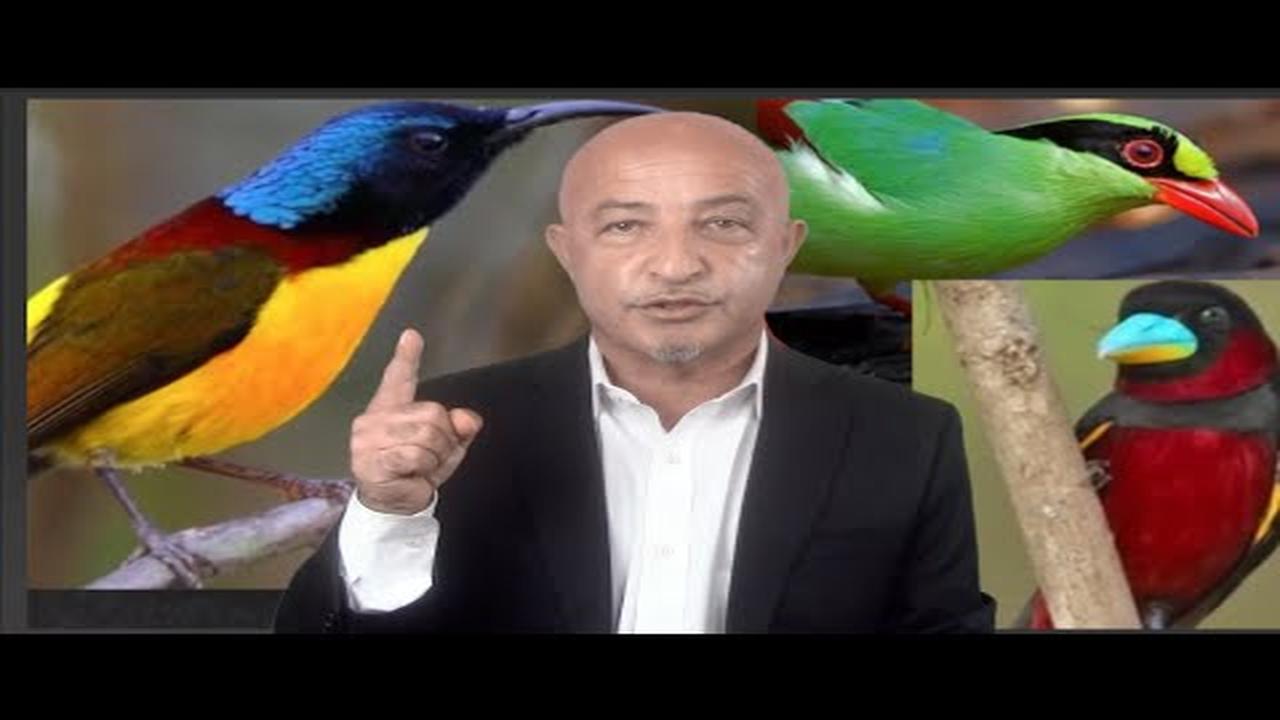 244-Buzgaw بزگاو  Shafie Ayar